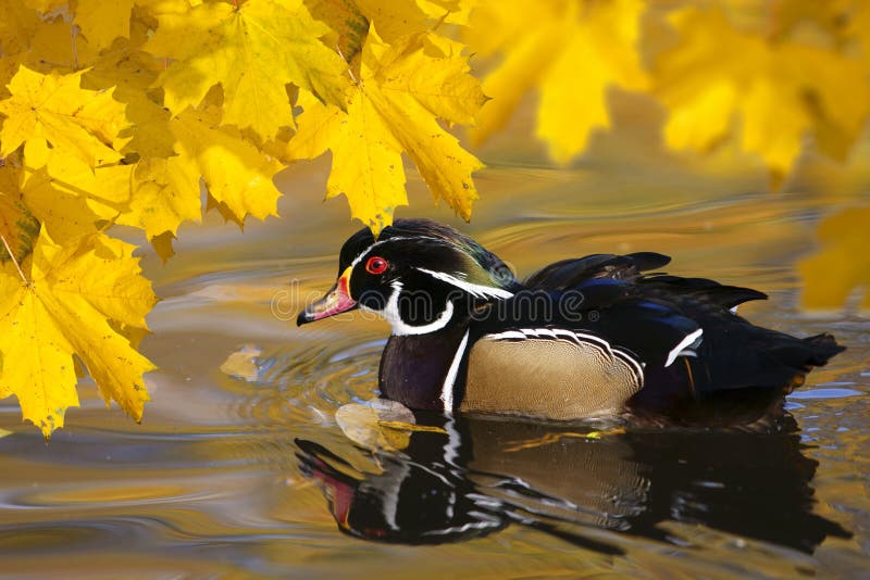 Duck and Autumn leaves