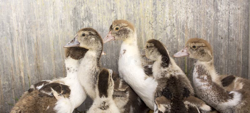 Duck broiler on a home farm royalty free stock images Duck broiler on a home farm royalty free stock images