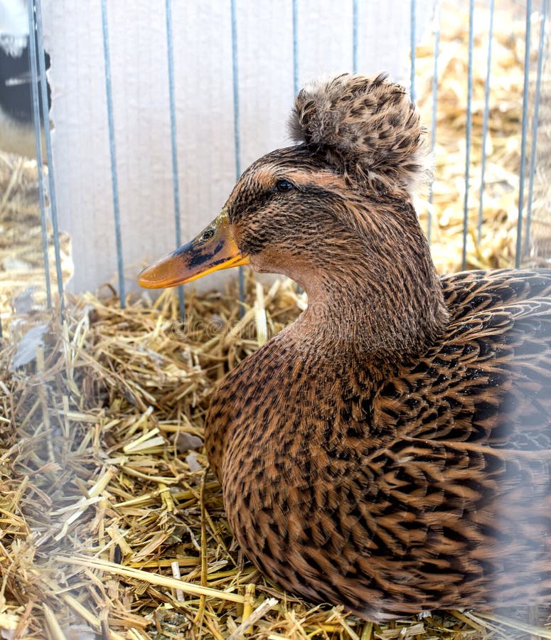 Duck in a Cage Sits on the Ground Stock Photo Image of calm, fulvous