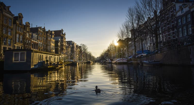 Duck in the canal of amsterdam