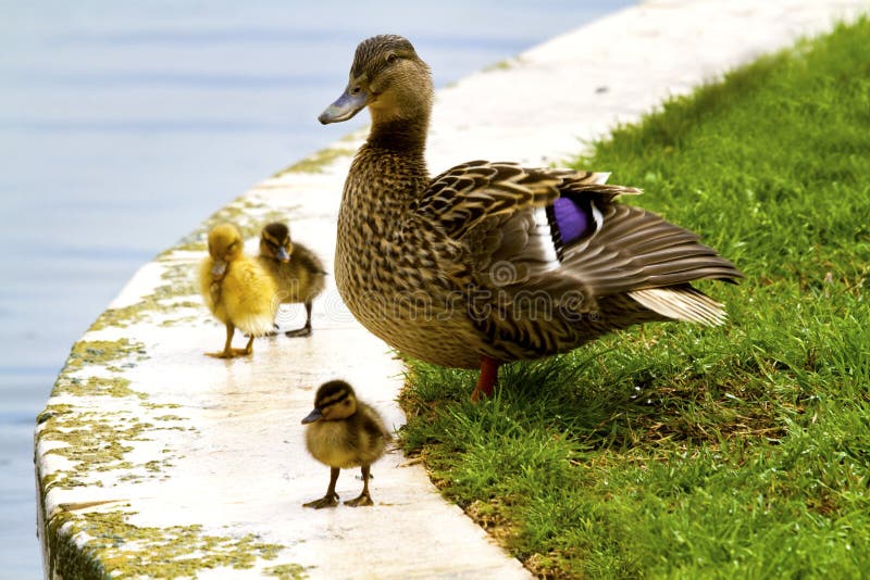 Duck with chicks