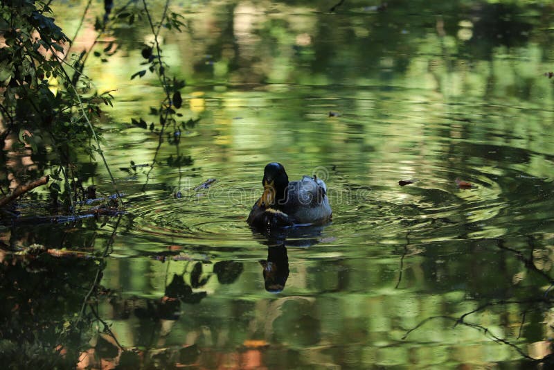 Common duck in a gleaming lake at a country park England stock image