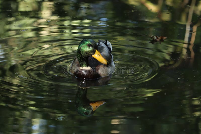 Common duck in a gleaming lake at a country park England stock image
