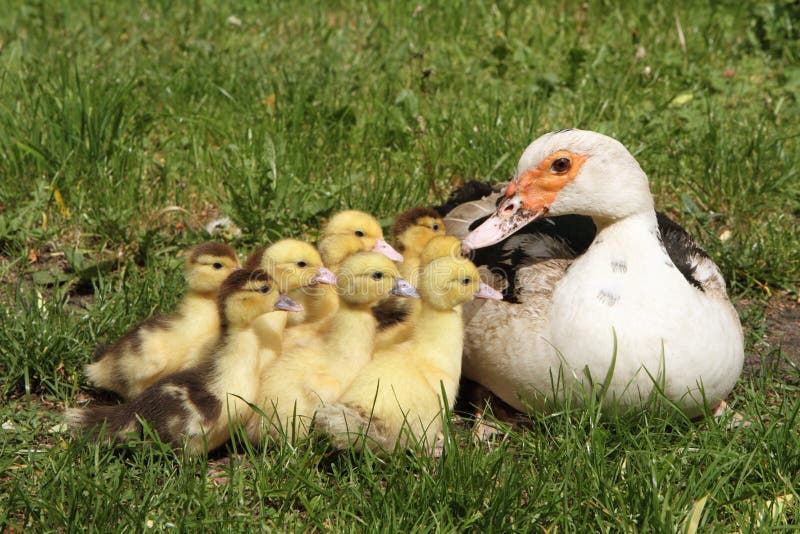 Duck and ducklings