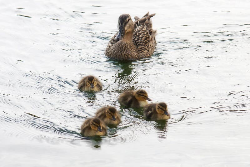 Duck and ducklings family royalty free stock image Duck and ducklings family royalty free stock image