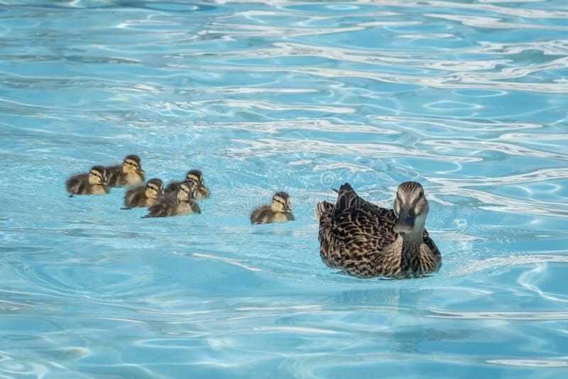 Duck and Ducklings Swim in a Swimming Pool Stock Image Image of cute