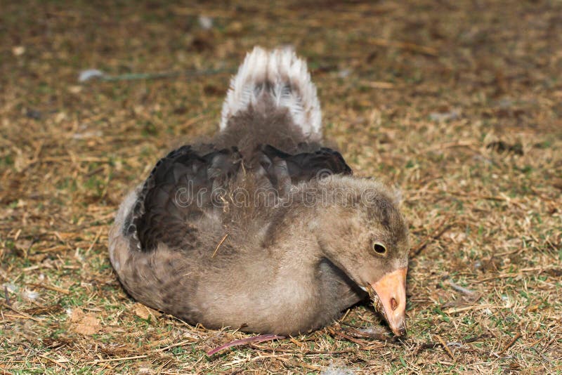 Duck Eating Grass on Ground in Garden Stock Photo Image of midwinter