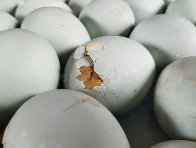 Duck egg hatching process stock photo. Image of indonesia 317115760