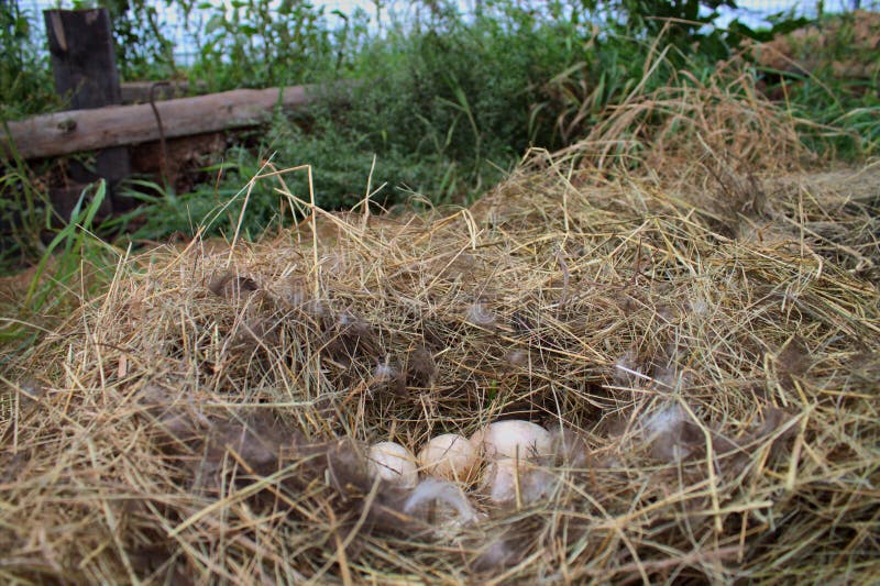Duck eggs in the nest stock photo. Image of field, nest 77464230