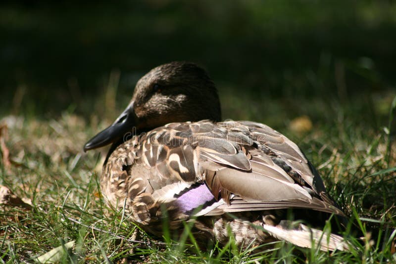 Duck enjoying sun stock photo. Image of sunny, beak, nature 96701422