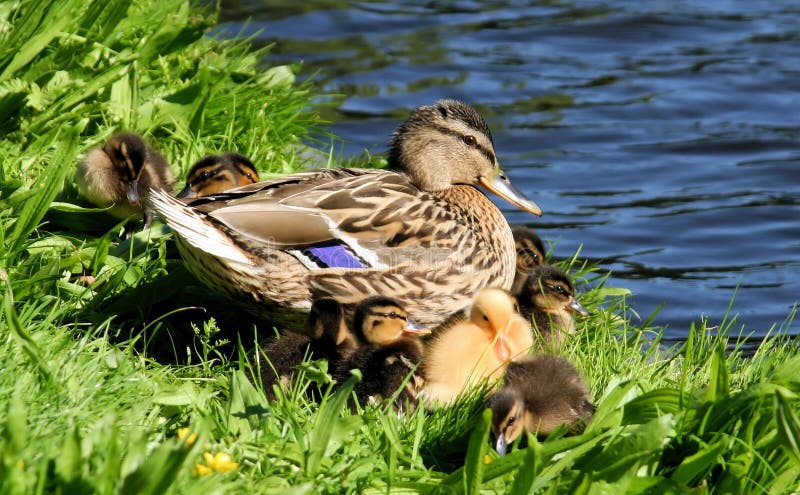 Duck family