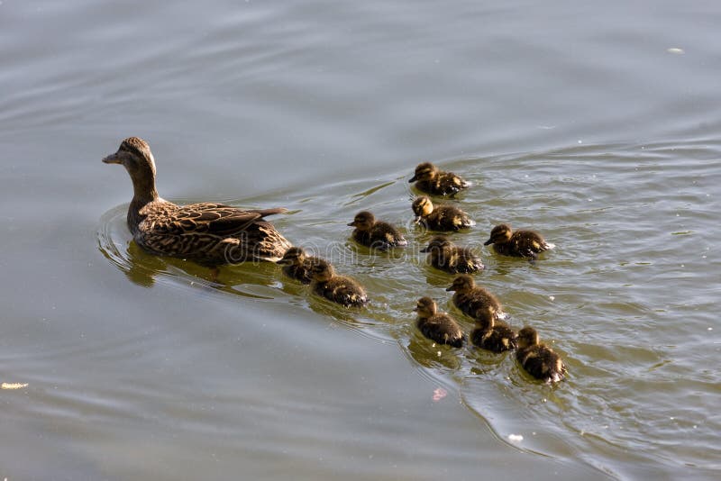 Duck family