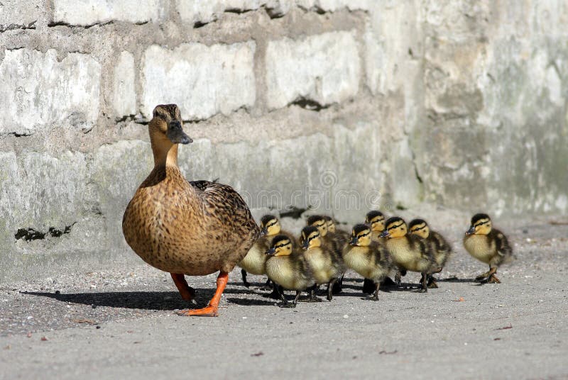 Duck family