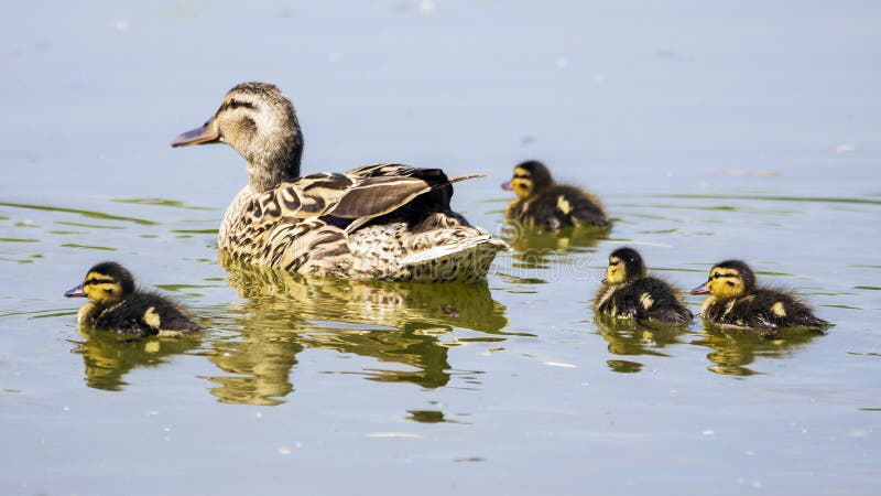 Duck family in sunny day