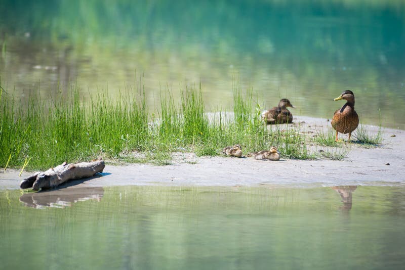 Duck a família com os bebês no rio com água da grama imagem de stock Duck a família com os bebês no rio com água da grama imagem de stock