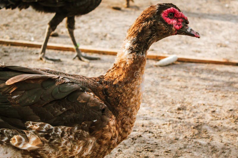 Duck in the Farm Looking for Something with Beautiful Colors on Its ...