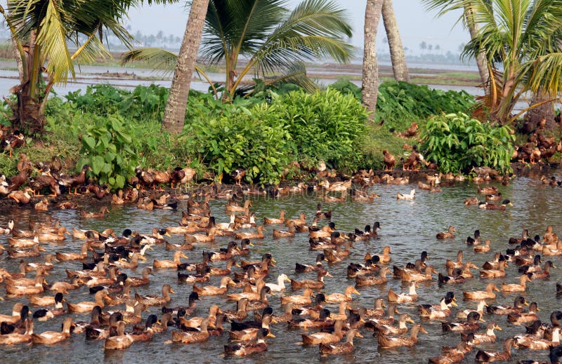 Duck farming, Kerala, India
