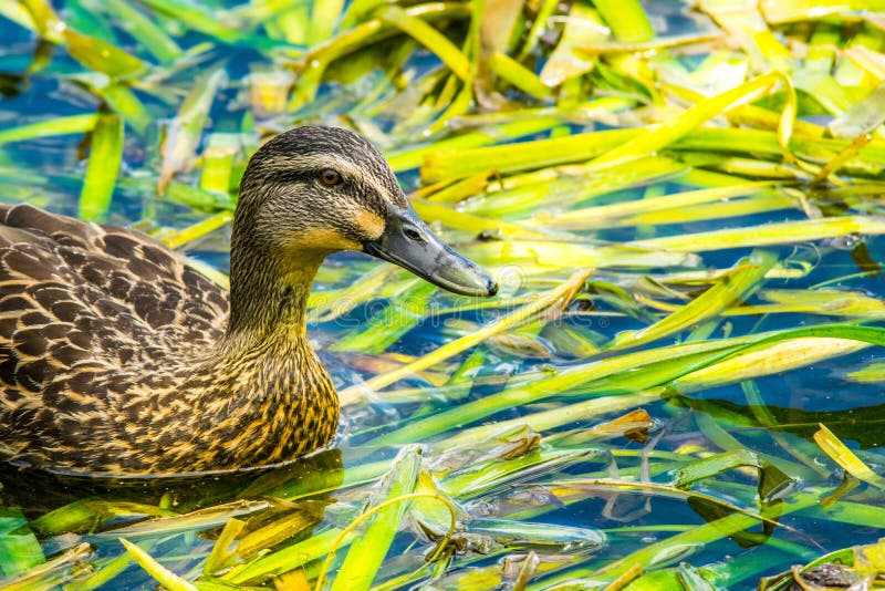 Duck feeding in pond weed stock photo. Image of family 149692042