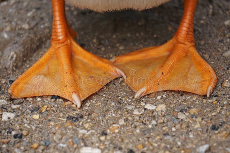 Duck Feet stock image. Image of cute, orange, bird, duck - 73653399