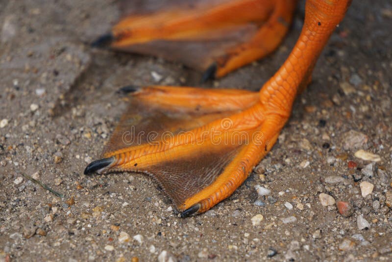 2,025 Duck bed Feet Stock Photos Free & RoyaltyFree Stock Photos