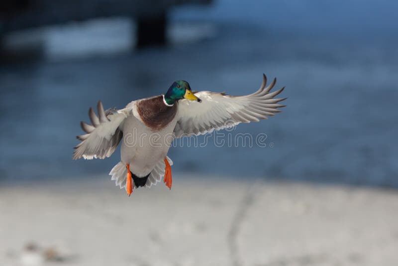 Duck in flight