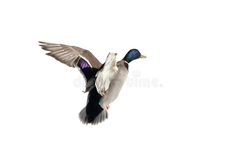 Duck in flight