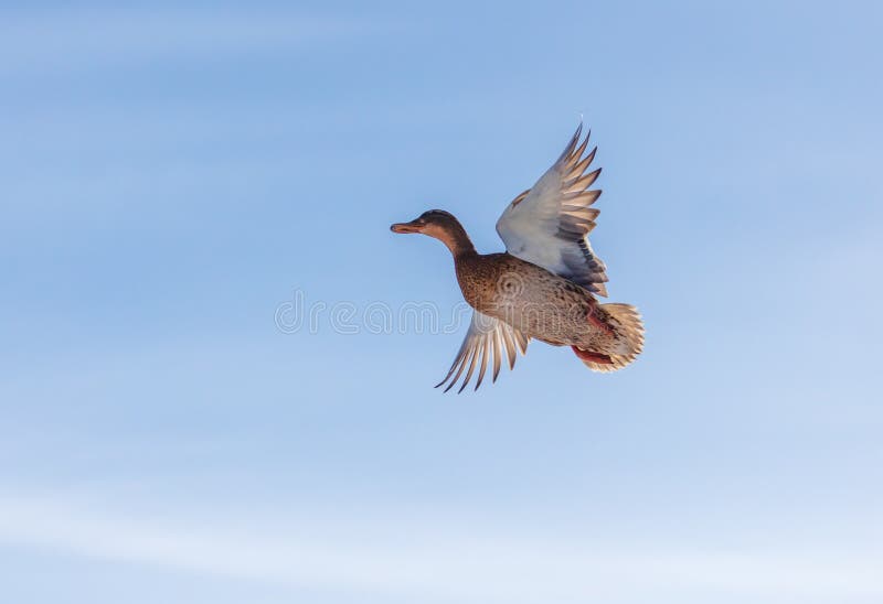 Duck flying in the sky stock image. Image of duck, nature 142186761