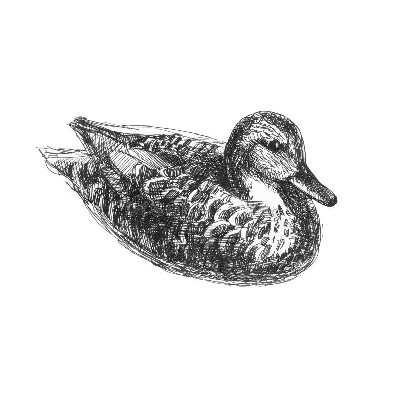 Duck sketch on Behance