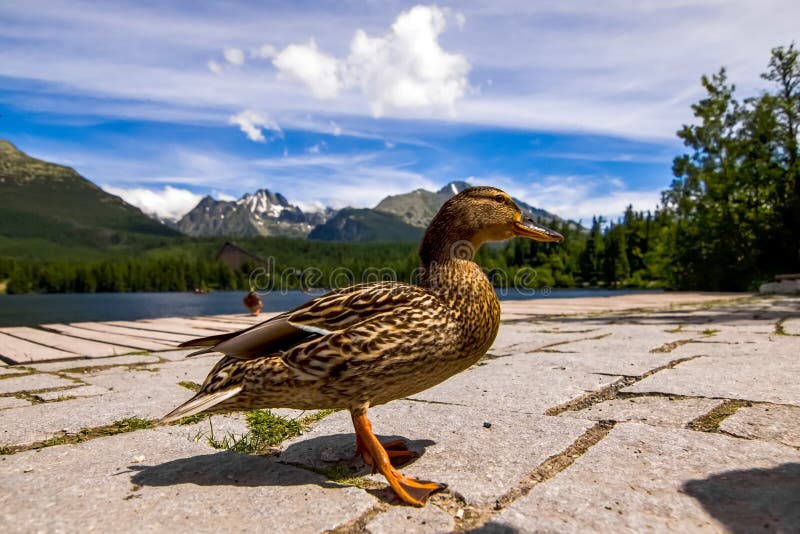 Duck in front lake