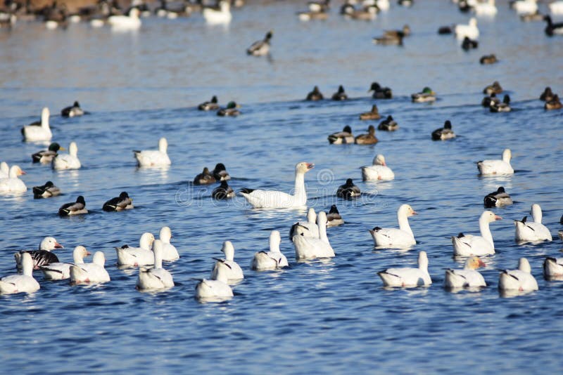 Duck, Duck. Goose 3: Fall Migration returns to Columbia Basin