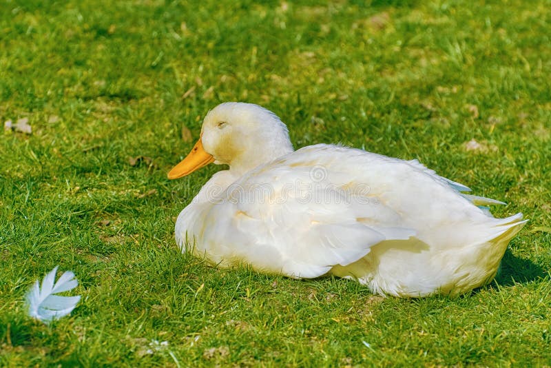 1,015 White Duck Sleeping Stock Photos Free & RoyaltyFree Stock