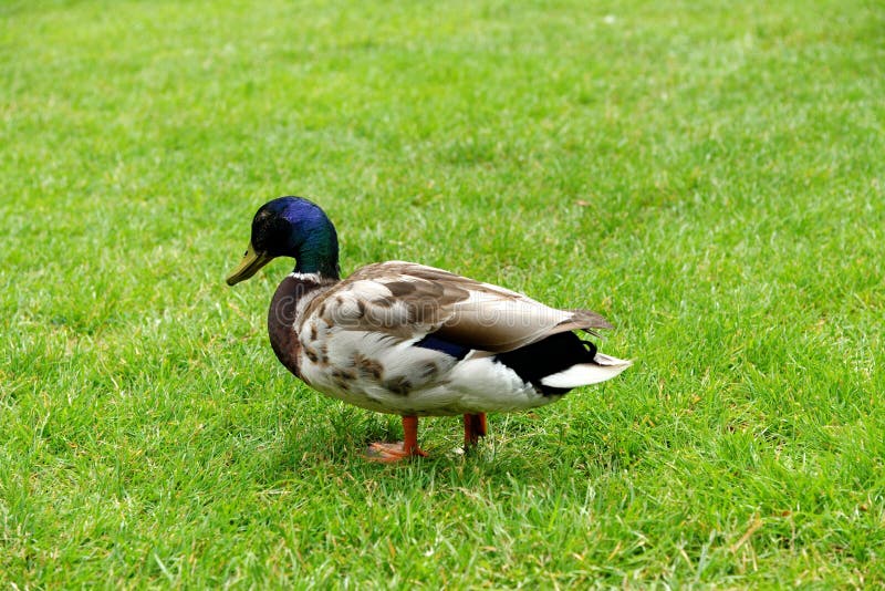 Duck on the green grass stock image. Image of village 167976579