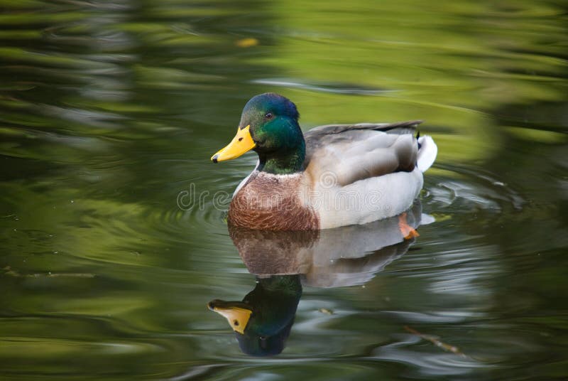 Duck in green water