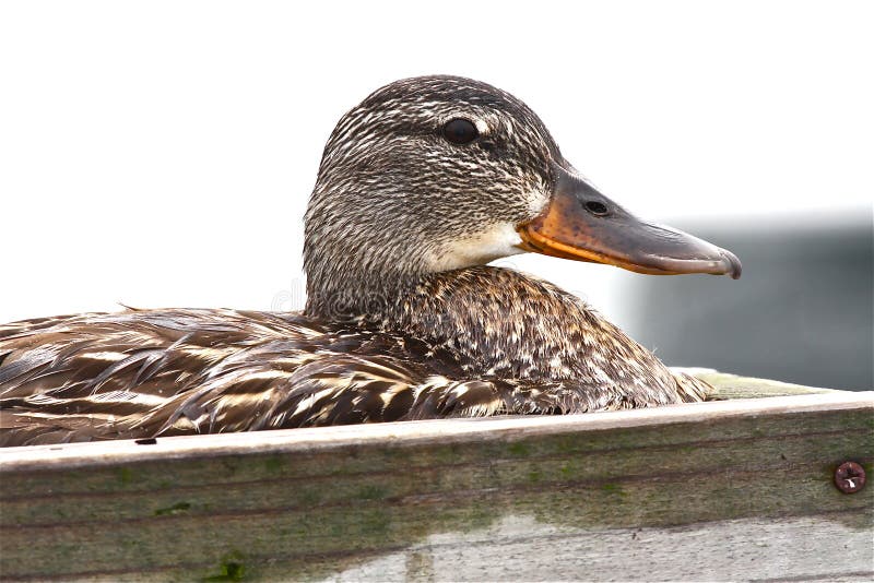 Duck on her Nest