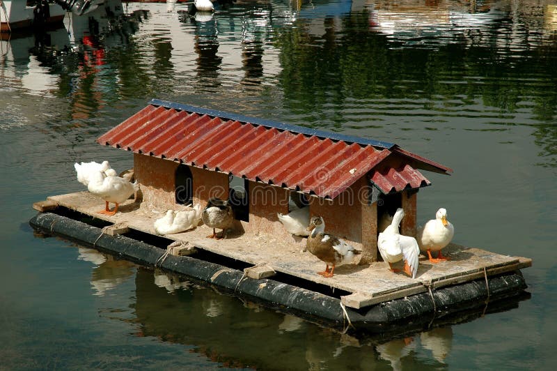 Duck house