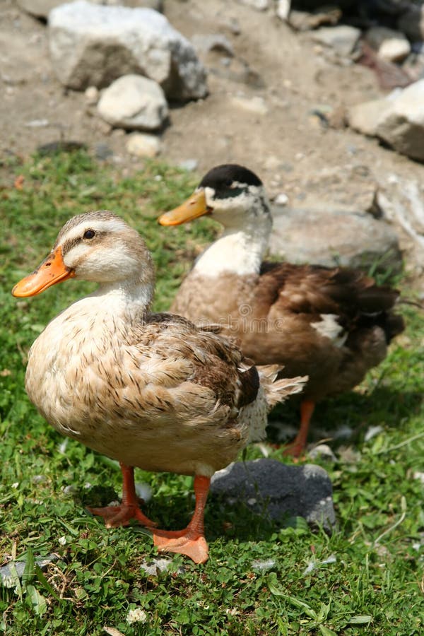 Duck Husband and Wife stock image