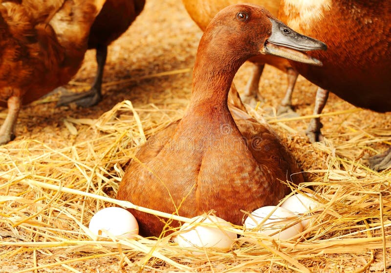 Duck Incubator Her Eggs on the Straw Nest. Stock Image - Image of cover,  farming: 44863585