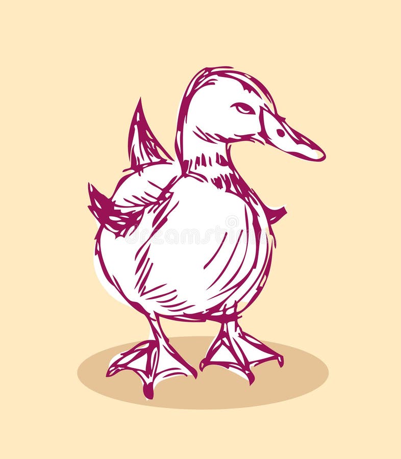 Duck Isolated on background