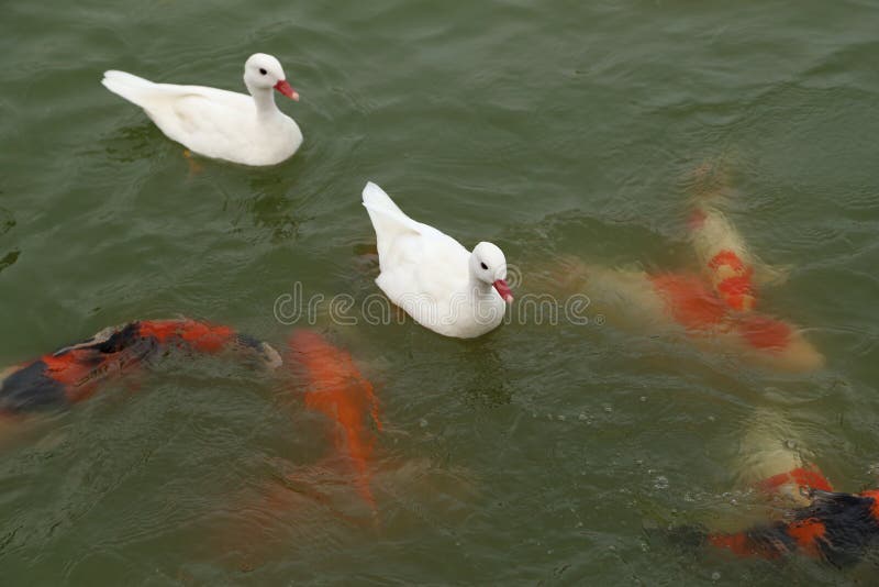 Duck with koi fish swimming in pond