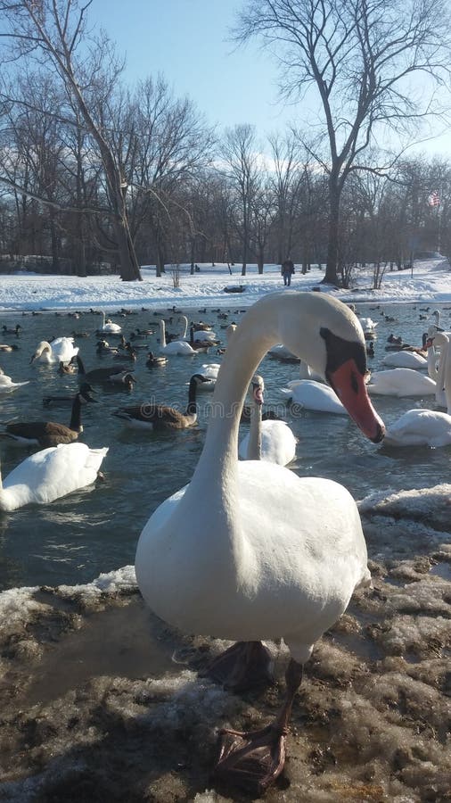 Duck lake erie stock photo. Image of lake, elizabeth 51515496