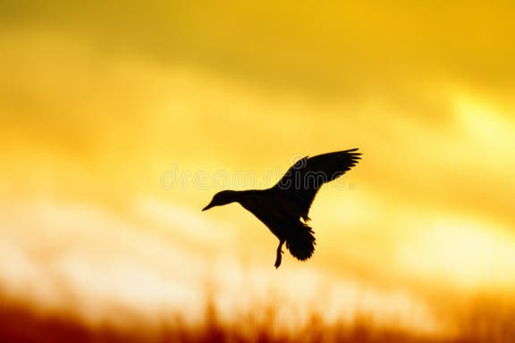 136 Duck Landing Silhouette Stock Photos - Free & Royalty-Free Stock