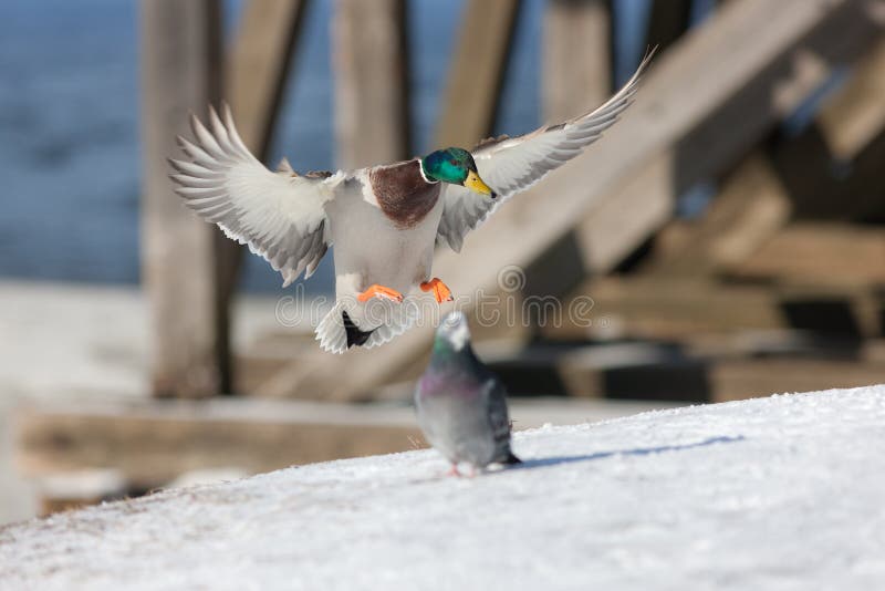 Duck landing on the snow