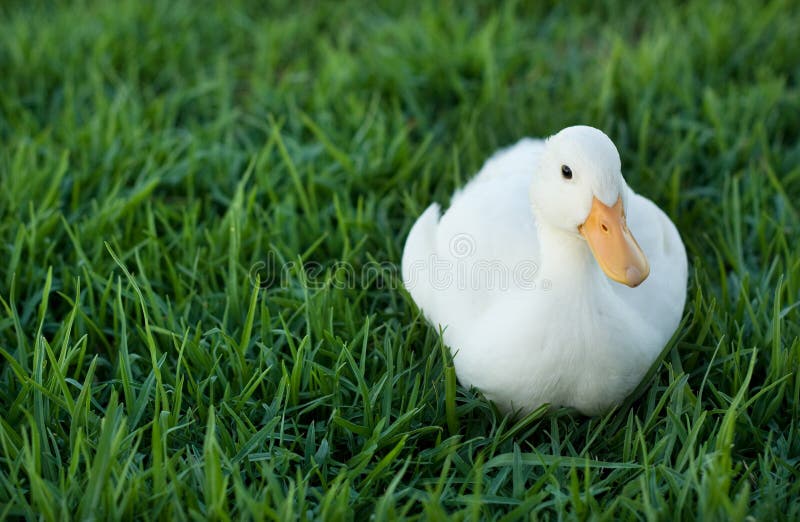 Duck on a lawn with copy space for text royalty free stock images