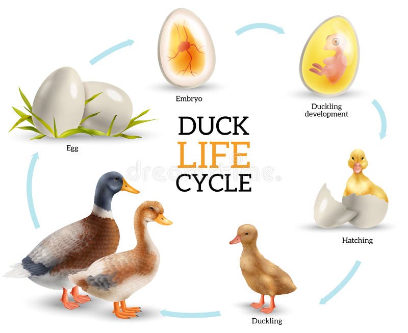 Hand drawn duck life cycle Royalty Free Vector Image