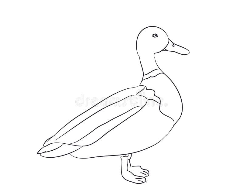 duckling drawings