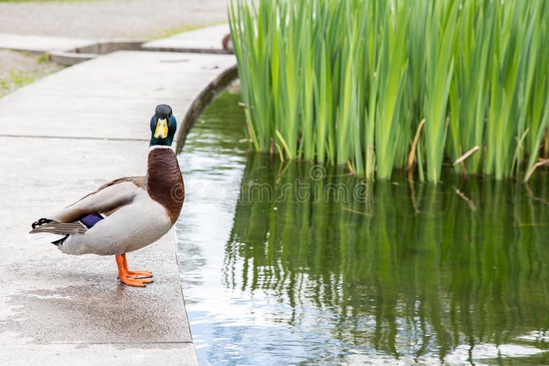 Duck Looking At Camera Close till ett damm arkivbild Duck Looking At Camera Close till ett damm arkivbild