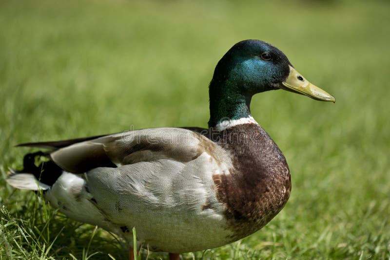 Mallard duck male close up, on grass. Male mallard duck beak open stock images, royalty-free photos and pictures