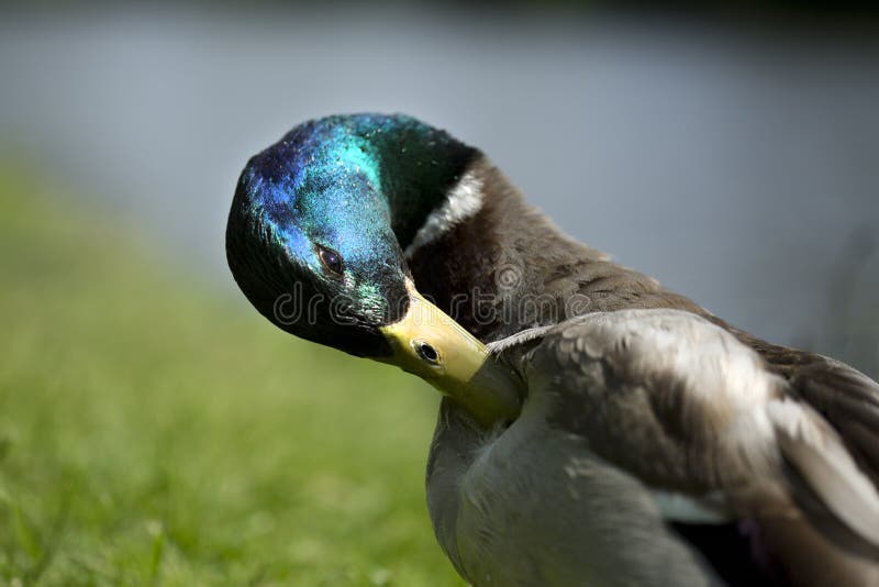 Mallard duck male close up, on grass. Male mallard duck beak open stock images, royalty-free photos and pictures