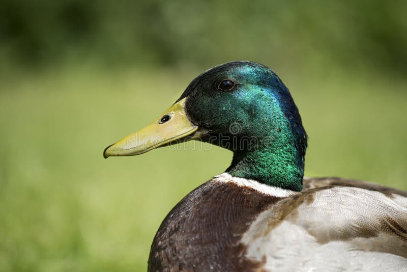 Mallard duck male close up, on grass. Male mallard duck beak open stock images, royalty-free photos and pictures