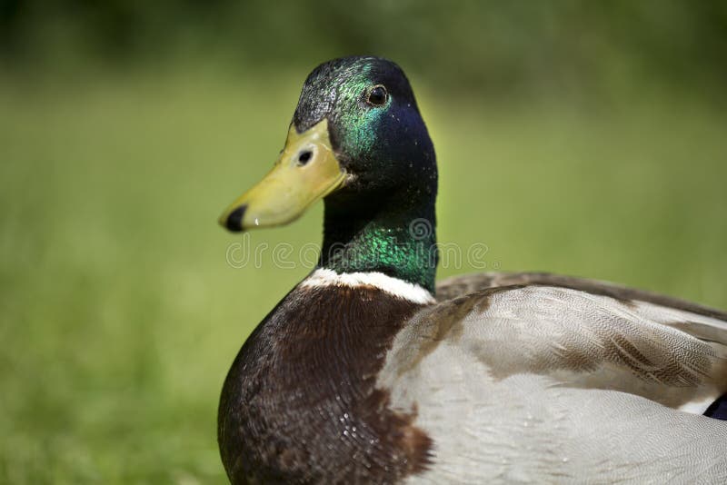 Mallard duck male close up, on grass. Male mallard duck beak open stock images, royalty-free photos and pictures
